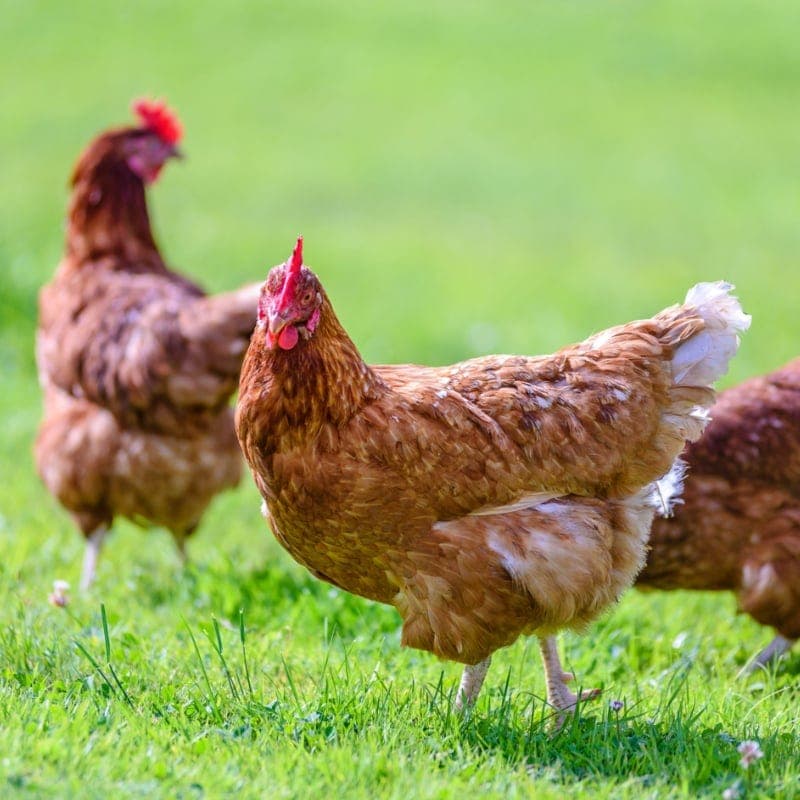 Con i piedi per terra