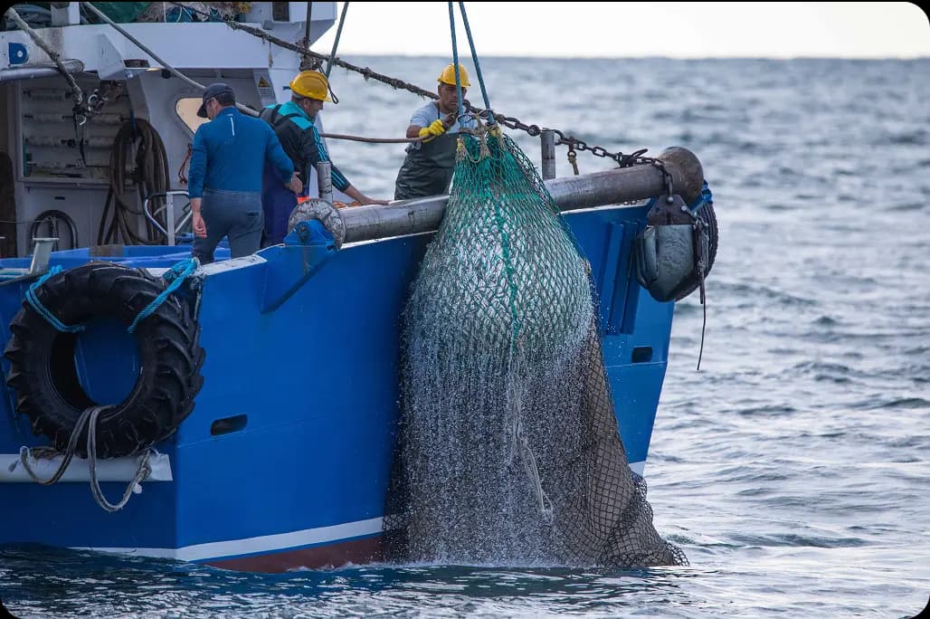Filiera corta del pesce