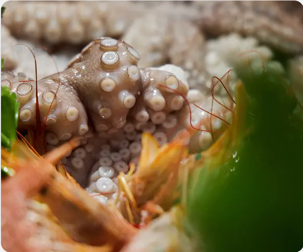 Pescheria slide 5