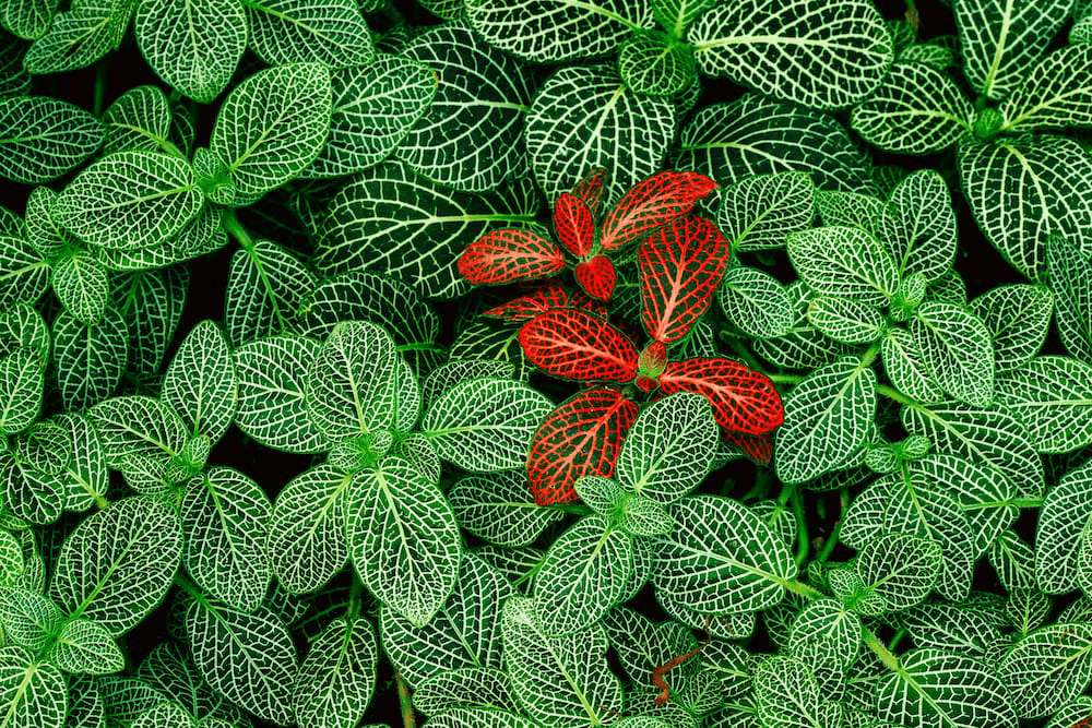 I migliori orti botanici in Italia