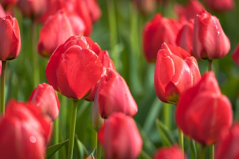 Parco Sigurtà, tra arte e natura