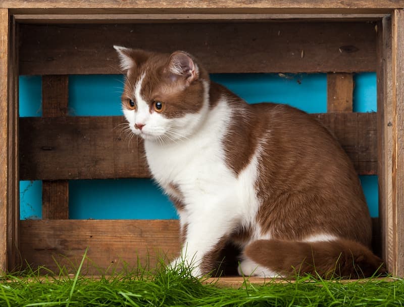 Gatto sterilizzato: qualche consiglio