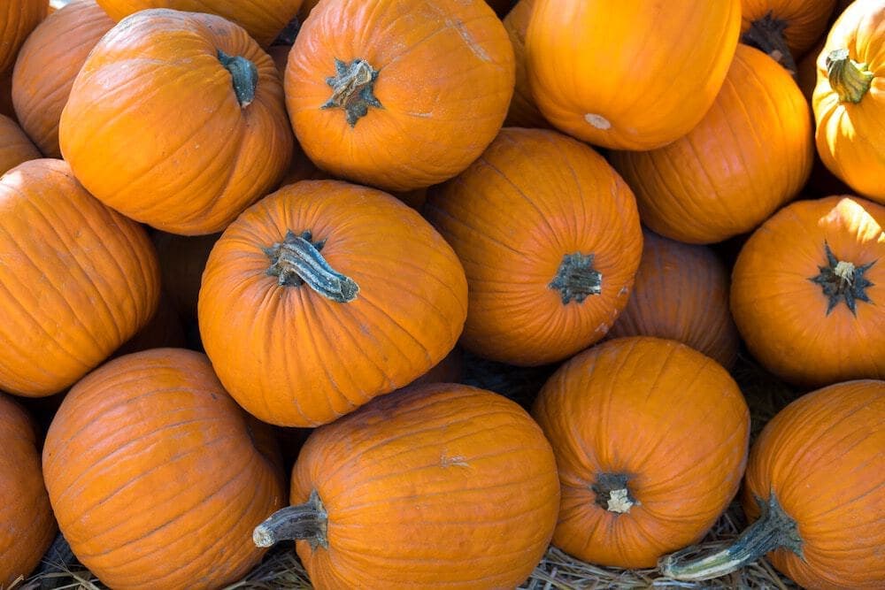 Zucca, la regina dell'autunno
