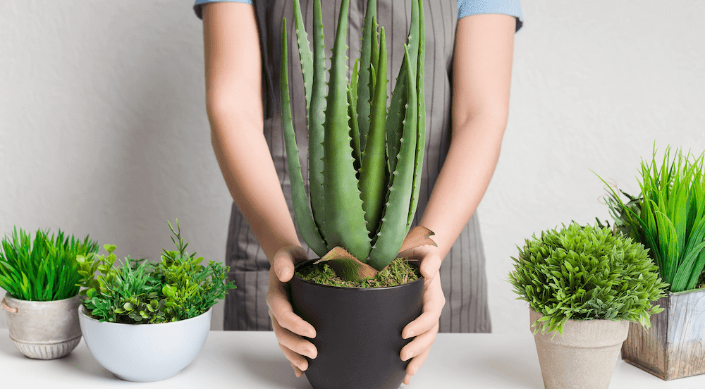 Prendersi cura delle piante in inverno