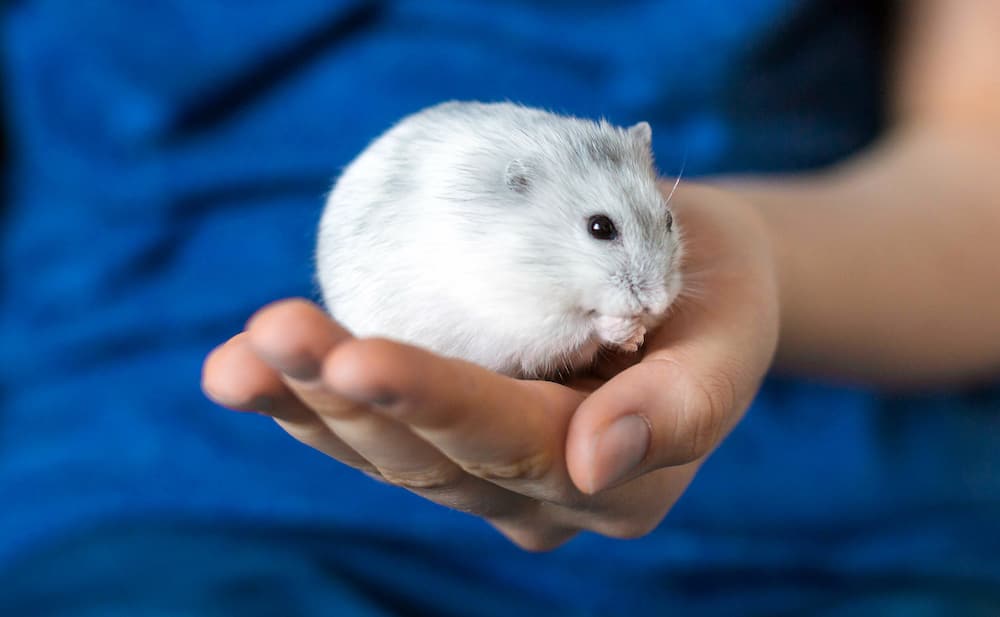 Se il tuo pet va in letargo