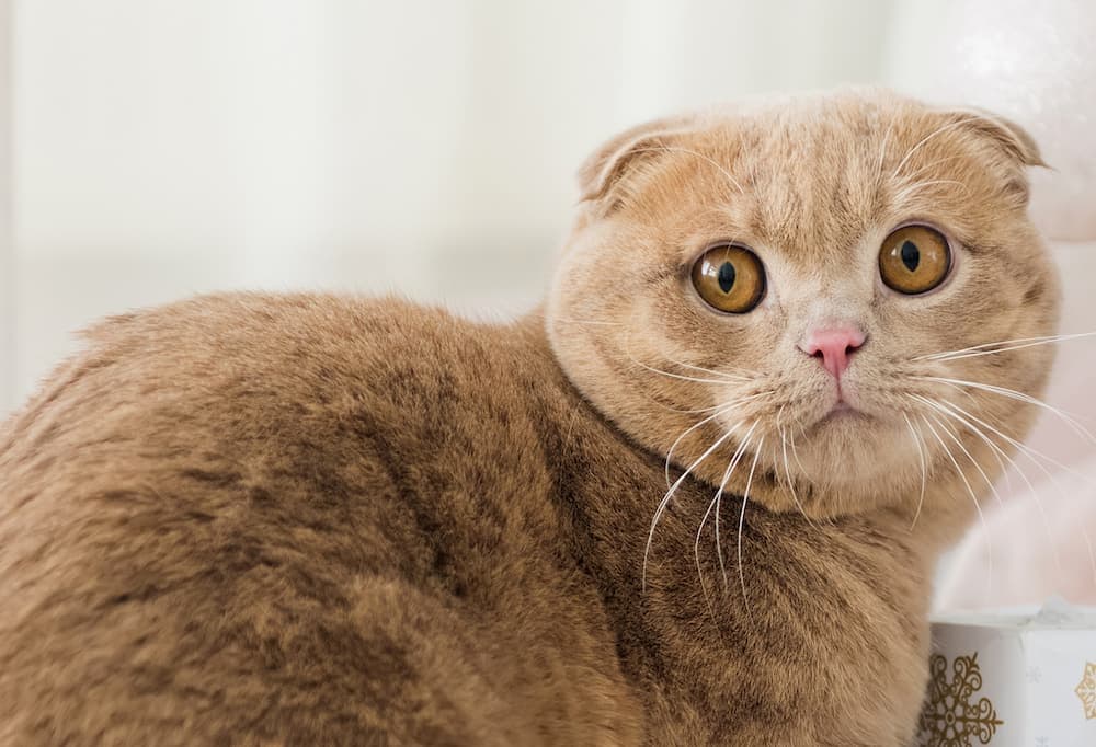 Il tuo gatto riconosce il suo nome?