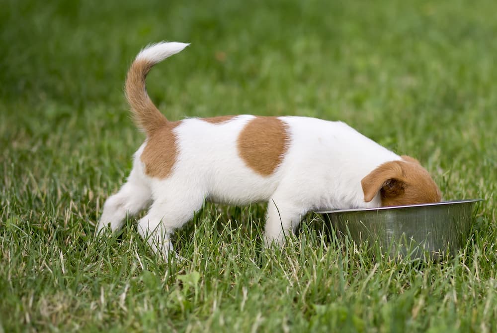 Se Fido mangia troppo in fretta