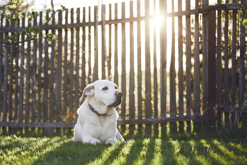 Questi 5 segnali indicano che il tuo cane si sente solo