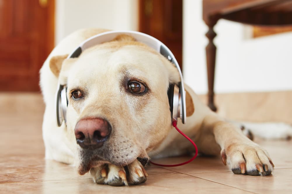 Nasce il podcast per cani
