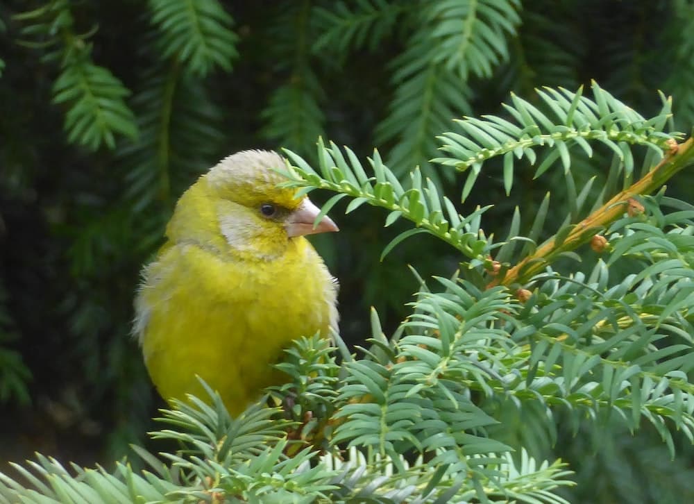 Canarino: come farlo sentire nel proprio nido