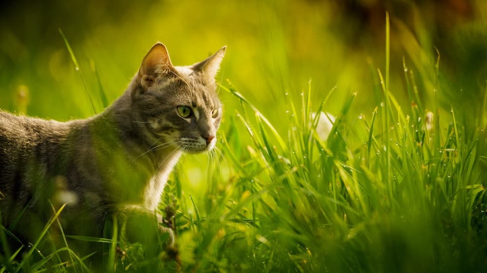 Gatti e primavera: istruzioni per l'uso