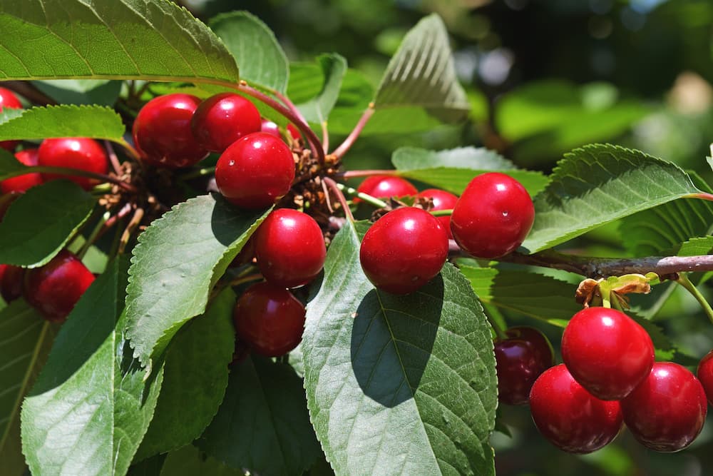 Ciliegi nani e ferrovie