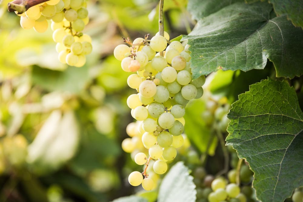 L'insetto che cambiò la storia del vino