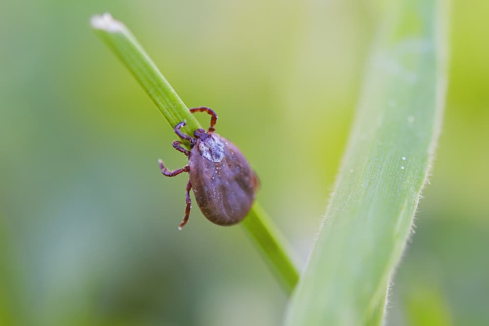 Zecche: manuale di autodifesa 