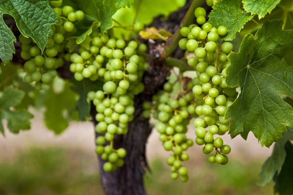 L'importanza della vendemmia