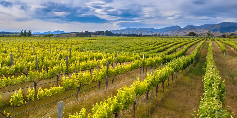 Collio Chardonnay DOC