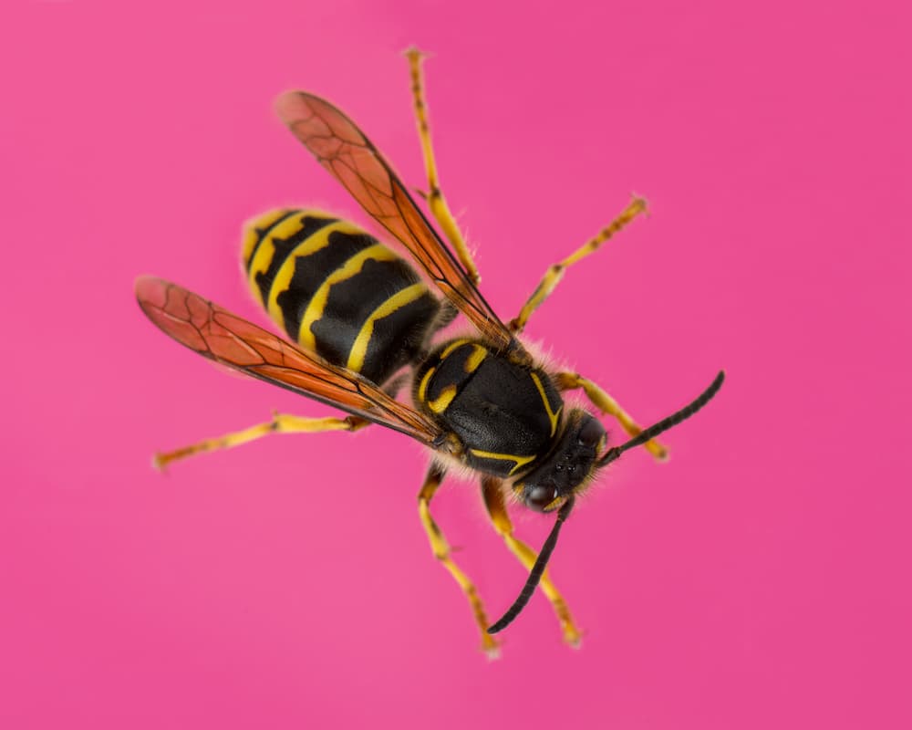 Attenzione al pungiglione 