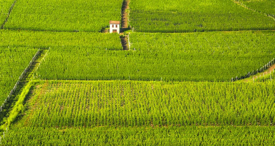 La nobile storia del Barolo 