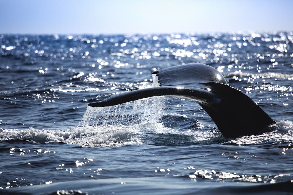 L'animale più grande del mondo 