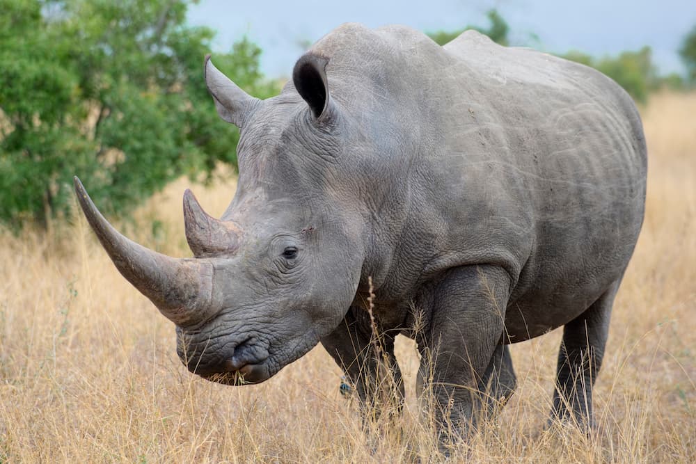 I rinoceronti hanno un angelo custode