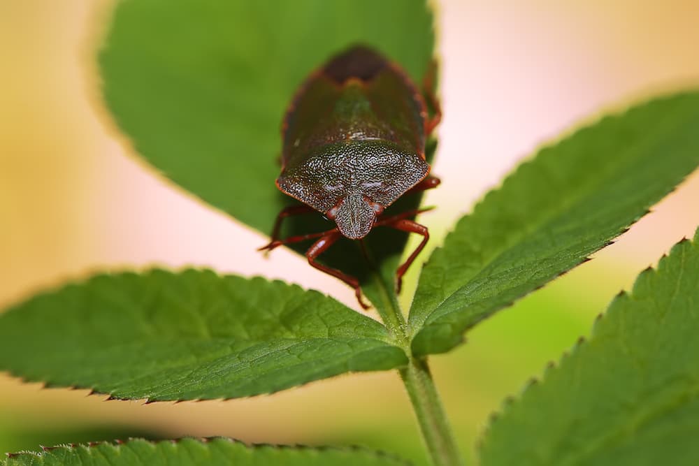 Maledette cimici