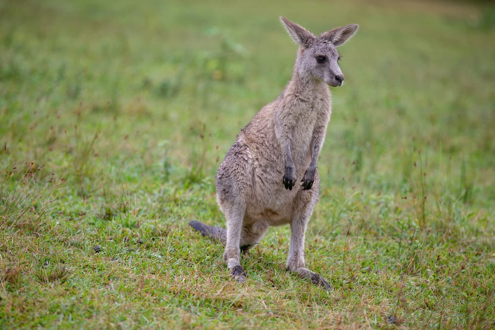 Come nascono i canguri