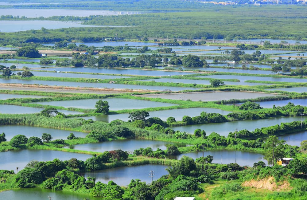 Acquacoltura: caratteristiche generali