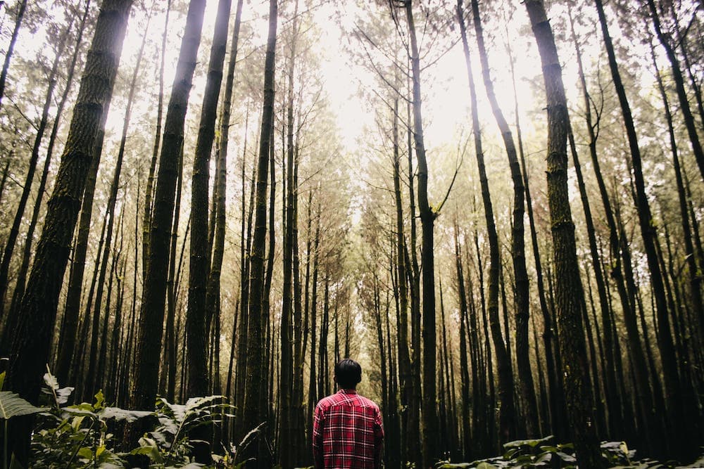 6 cose che rendono gli alberi più umani (e viceversa!)