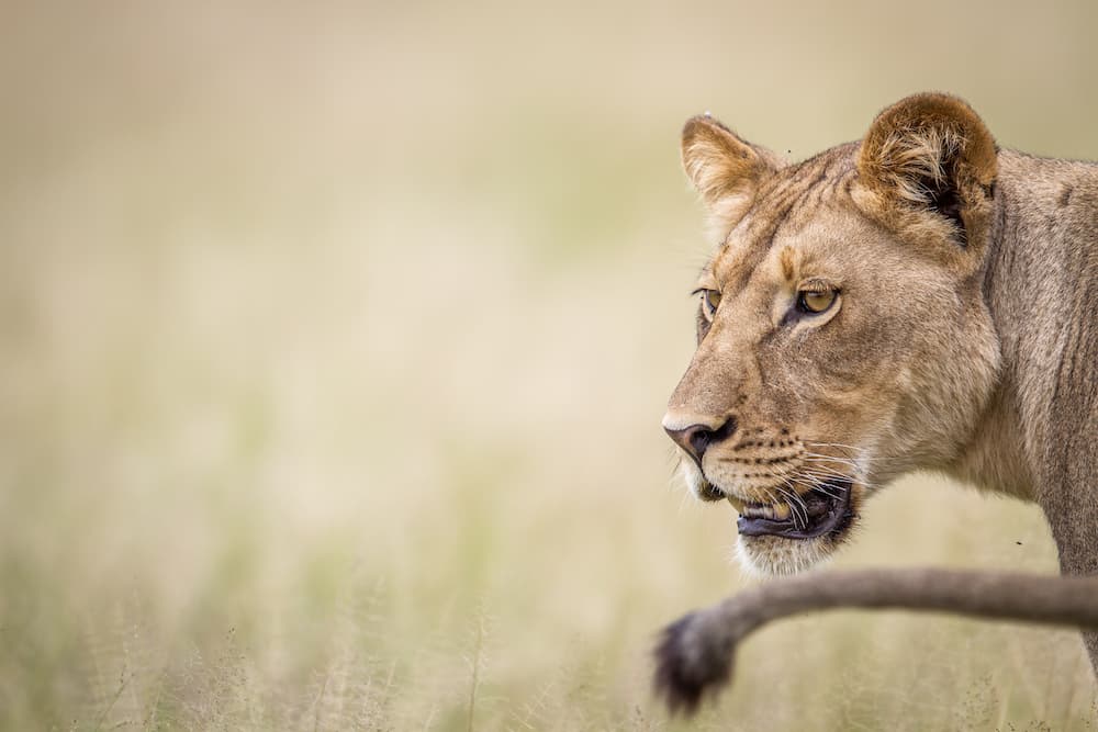 Ligre e altri fantastici ibridi 