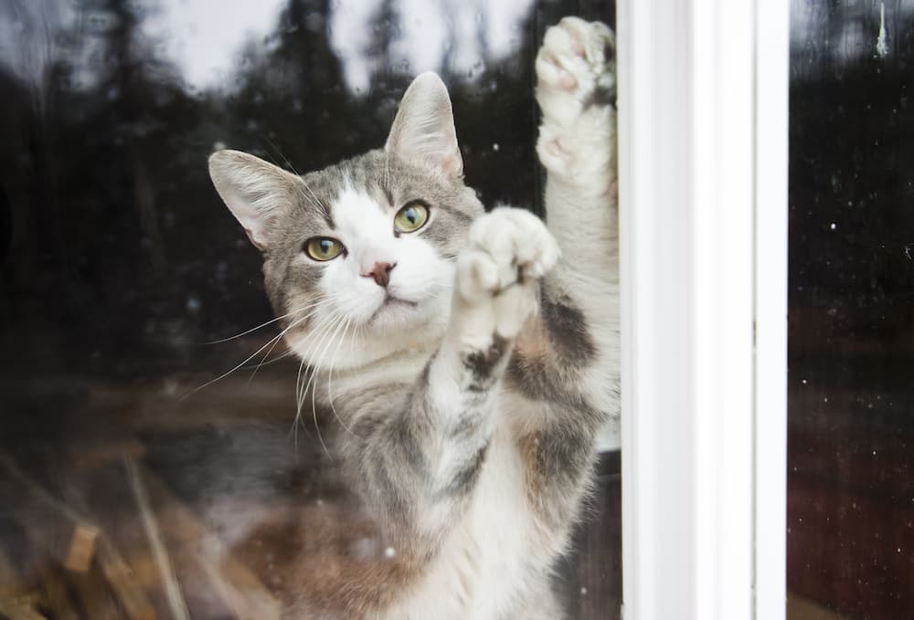 I versi del gatto alla finestra