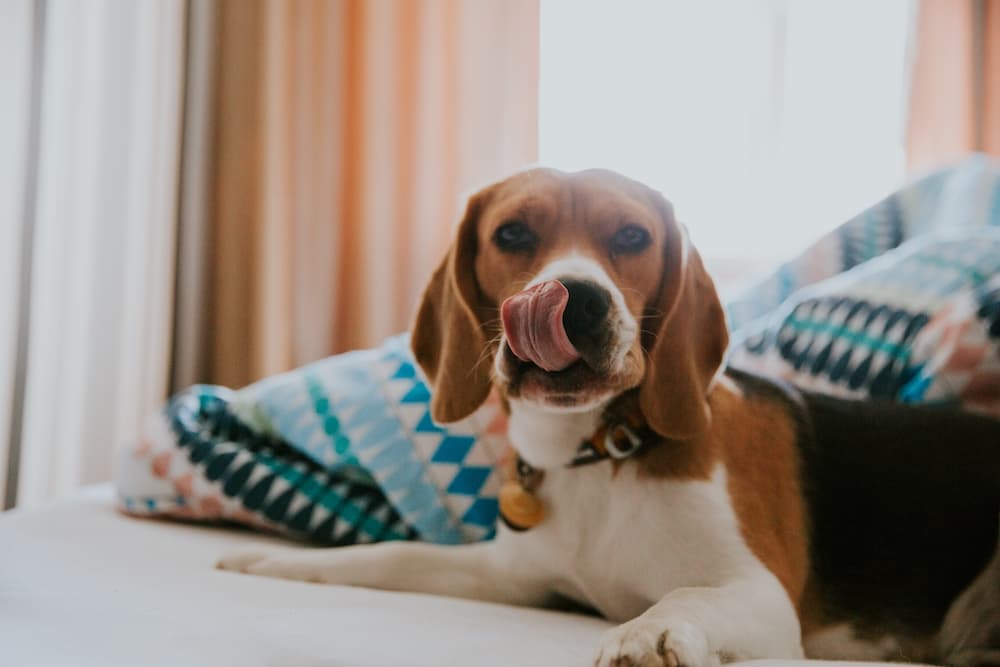 Il rinforzo positivo