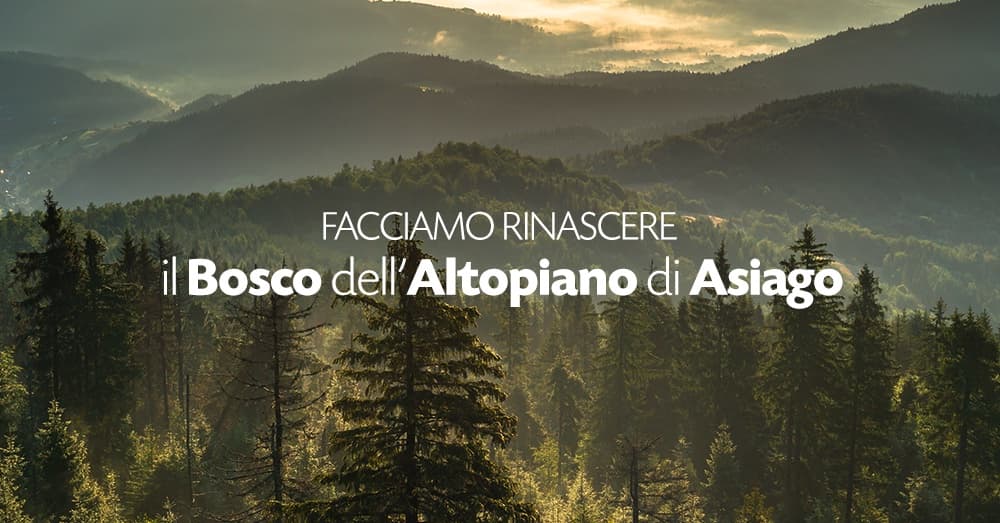 Con BIO Pam Panorama il bosco rinasce!