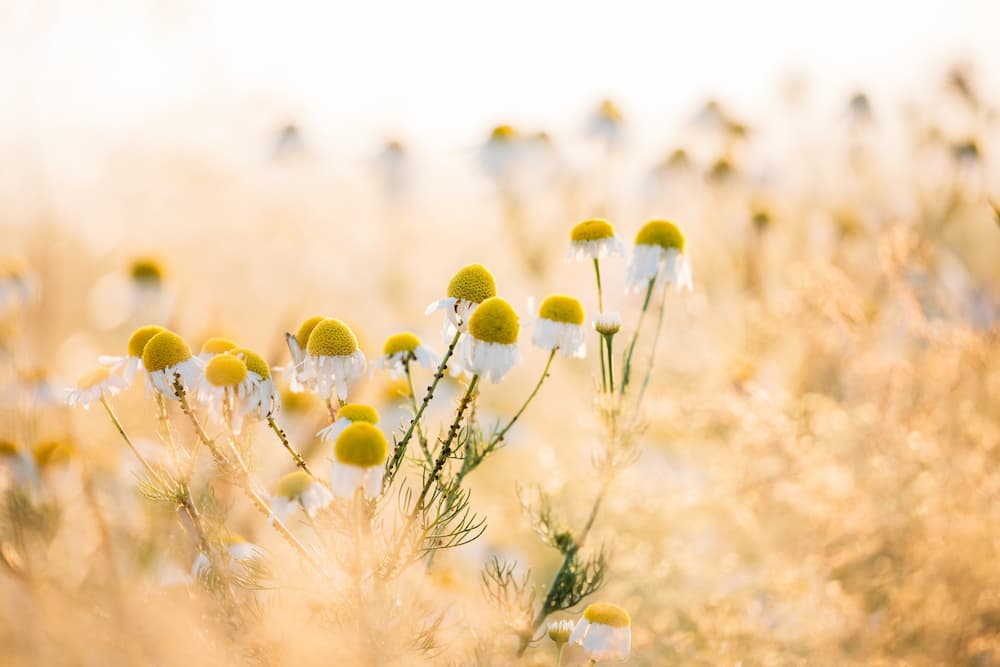 3 Rimedi a base di camomilla