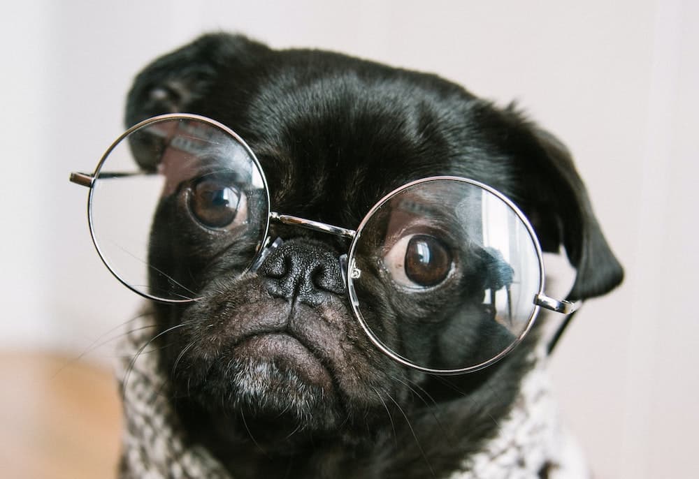 Più astuti, più felici