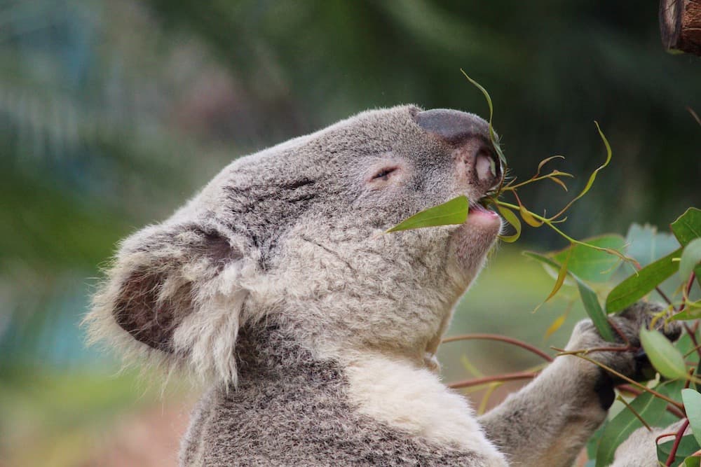 Teneri ma non troppo