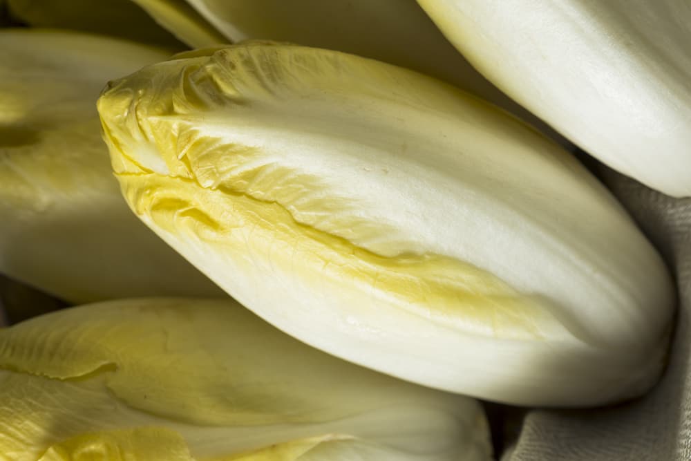 4 curiosità sull'indivia