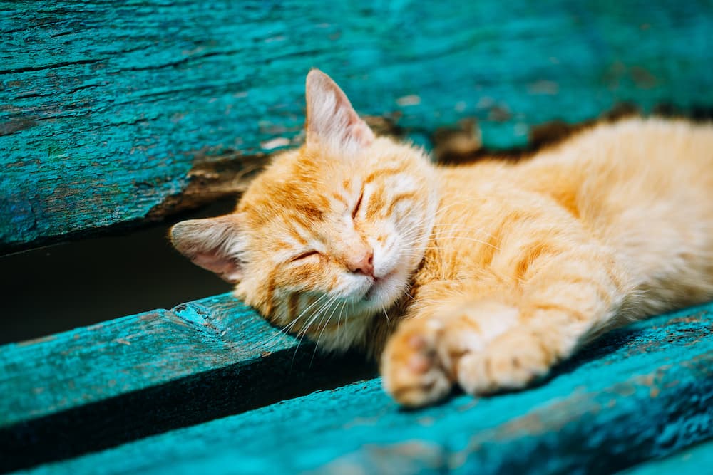 Cani e gatti producono vitamina D?