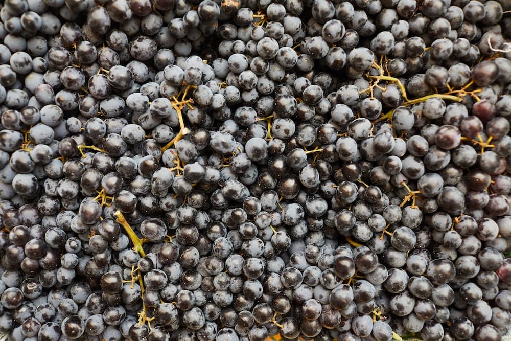 Ex vite vita: Il vino al tempo dei Romani 