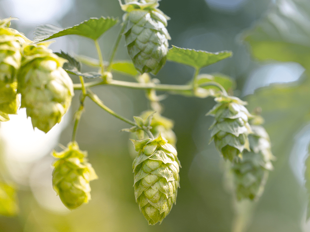 Si può dire "Birra Vegana"?