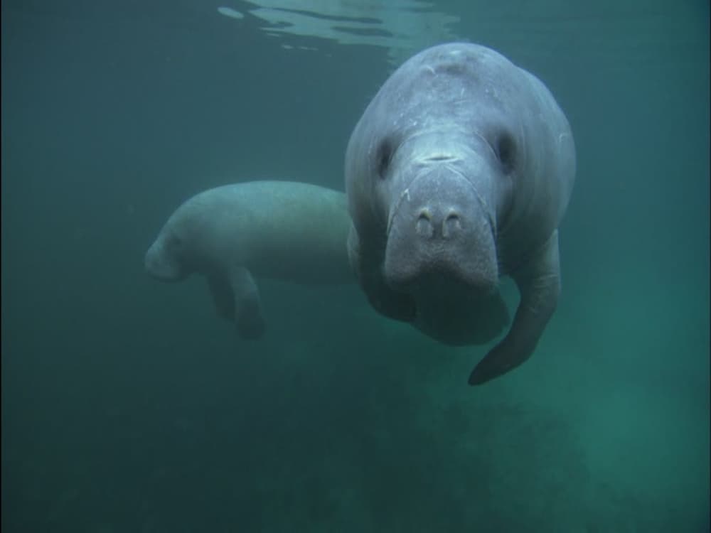 4 domande sul dugongo