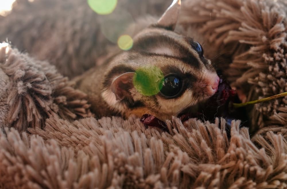 Un marsupiale da compagnia