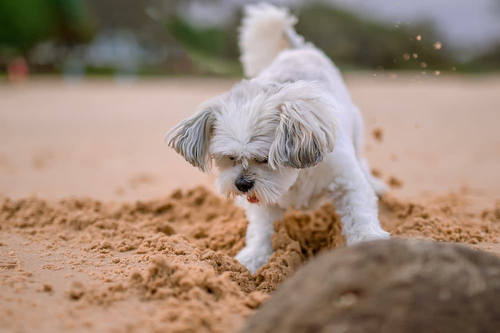 Dove portare il cane in spiaggia