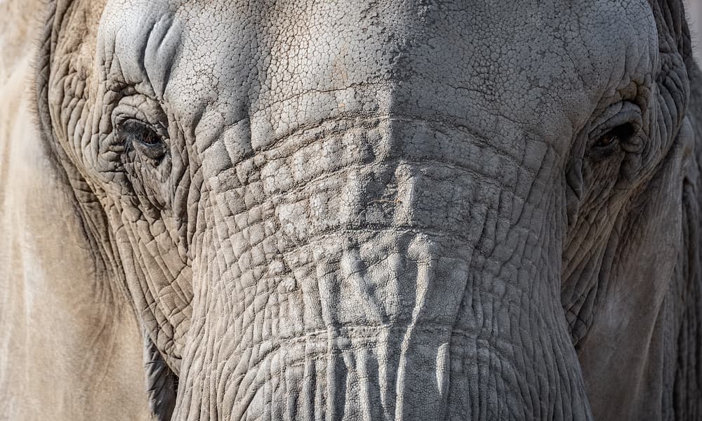 Una memoria da elefante