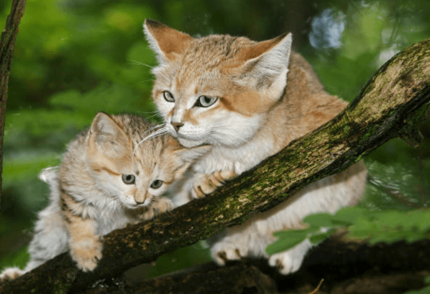Gatto delle sabbie: il principe del deserto