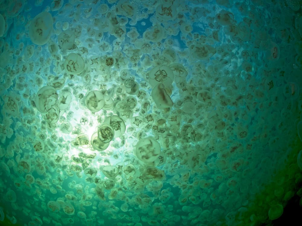 Quando l'acqua "fiorisce"