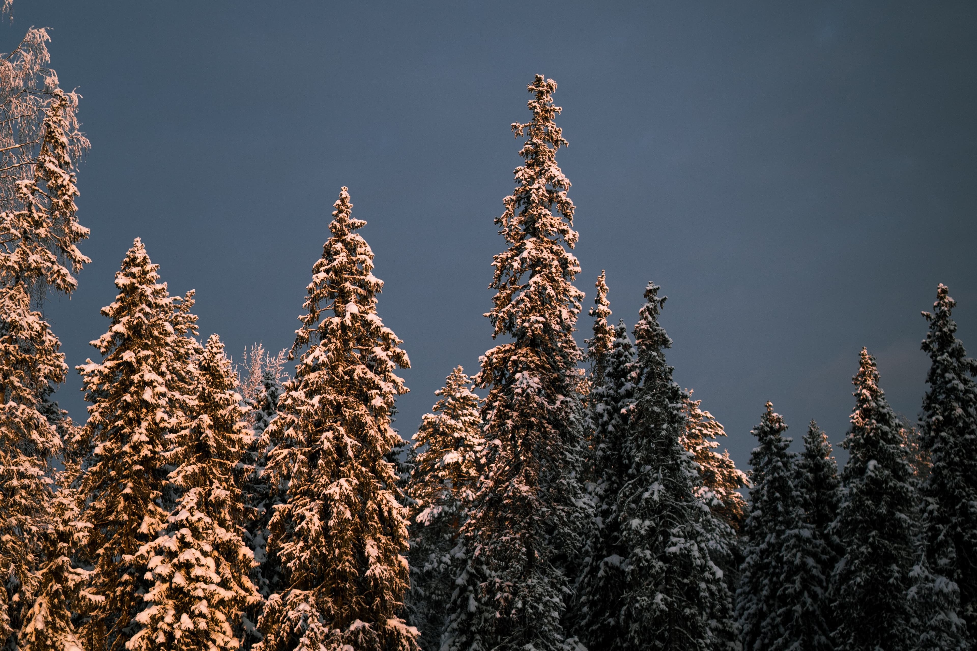 Lunga vita agli alberi! 