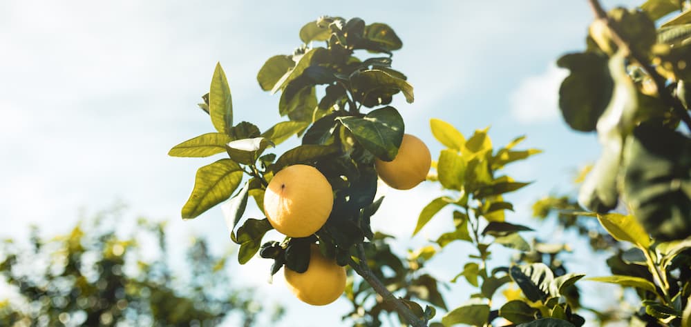 Bergamotto, oro verde della Calabria