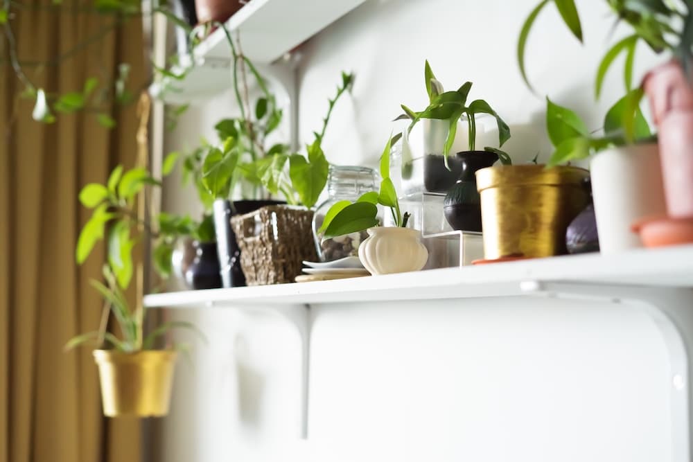 Le piante ideali per chi non ha spazi esterni