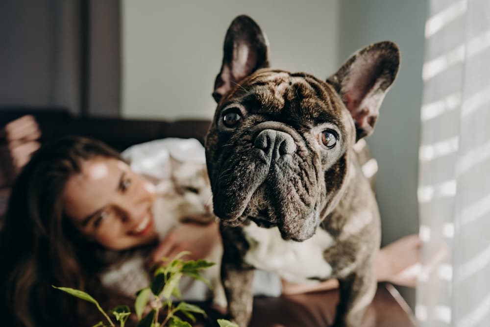 I migliori cani da appartamento