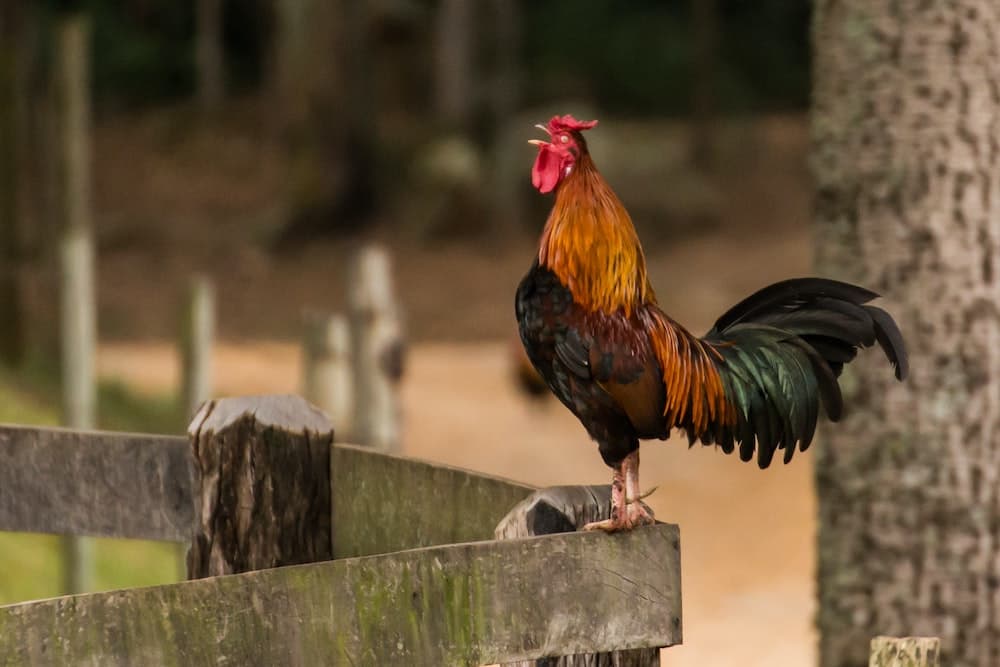 Quando canta il gallo?